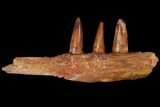 Spinosaurus Jaw Section - Composite Teeth #110475-5